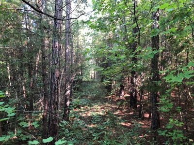 The Hideaway at Willow Bottom – Your Off-Grid Retreat Awaits, VA - image 15