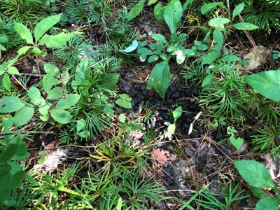The Hideaway at Willow Bottom – Your Off-Grid Retreat Awaits, VA - image 19