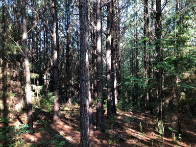 The Hideaway at Willow Bottom – Your Off-Grid Retreat Awaits, VA - image 6
