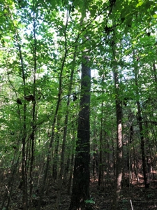The Hideaway at Willow Bottom – Your Off-Grid Retreat Awaits, VA - image 12