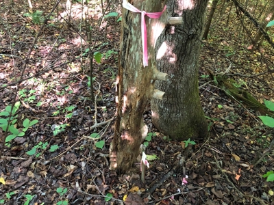 The Hideaway at Willow Bottom – Your Off-Grid Retreat Awaits, VA - image 20