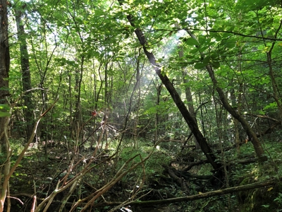 The Hideaway at Willow Bottom – Your Off-Grid Retreat Awaits, VA - image 17