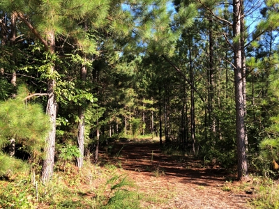 The Hideaway at Willow Bottom – Your Off-Grid Retreat Awaits, VA - image 3