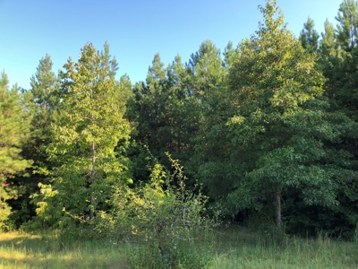 The Hideaway at Willow Bottom – Your Off-Grid Retreat Awaits, VA - image 8