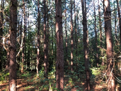 The Hideaway at Willow Bottom – Your Off-Grid Retreat Awaits, VA - image 5