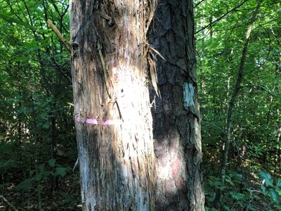 The Hideaway at Willow Bottom – Your Off-Grid Retreat Awaits, VA - image 13