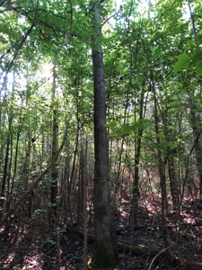 The Hideaway at Willow Bottom – Your Off-Grid Retreat Awaits, VA - image 10