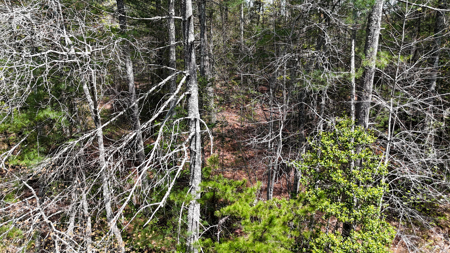 Large Lot For Sale With Lake Access - Caldwell County NC - image 14