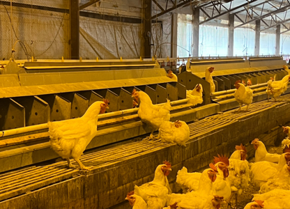 Louisiana Poultry Breeder Farm on 16 Acres - Shongaloo, LA - image 31