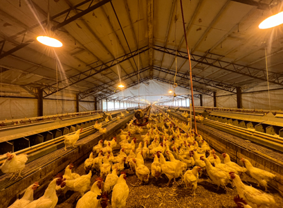 Louisiana Poultry Breeder Farm on 16 Acres - Shongaloo, LA - image 33
