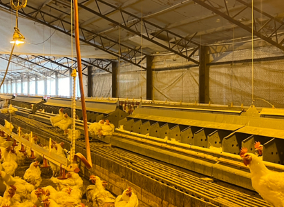 Louisiana Poultry Breeder Farm on 16 Acres - Shongaloo, LA - image 29