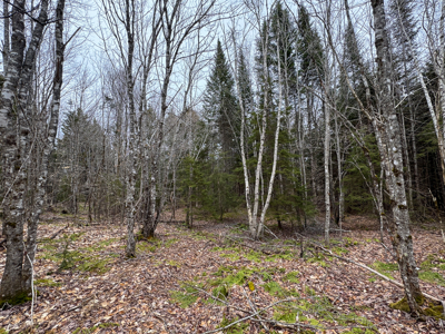 46.8 Acres of Maine Land for Sale – Remote and Forested - image 22