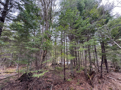 46.8 Acres of Maine Land for Sale – Remote and Forested - image 8