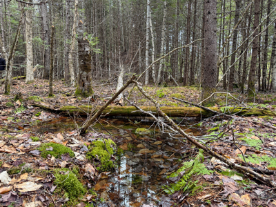 46.8 Acres of Maine Land for Sale – Remote and Forested - image 14