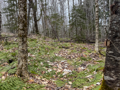 46.8 Acres of Maine Land for Sale – Remote and Forested - image 23