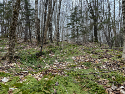 46.8 Acres of Maine Land for Sale – Remote and Forested - image 29