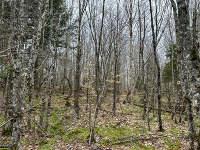46.8 Acres of Maine Land for Sale – Remote and Forested - image 31