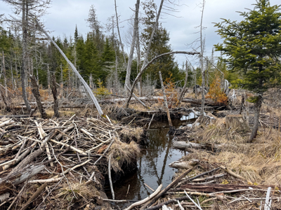 46.8 Acres of Maine Land for Sale – Remote and Forested - image 7