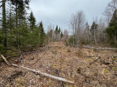 46.8 Acres of Maine Land for Sale – Remote and Forested - image 6
