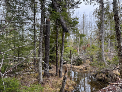 46.8 Acres of Maine Land for Sale – Remote and Forested - image 33