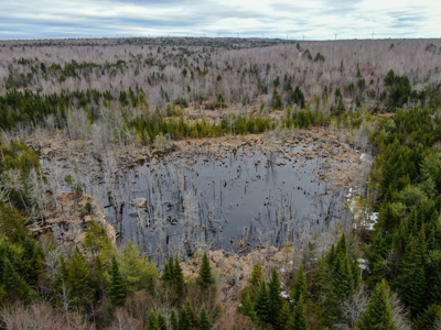 46.8 Acres of Maine Land for Sale – Remote and Forested - image 4