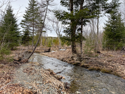 46.8 Acres of Maine Land for Sale – Remote and Forested - image 27