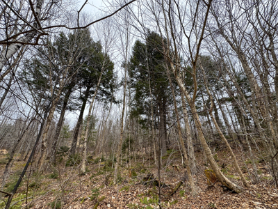 46.8 Acres of Maine Land for Sale – Remote and Forested - image 15