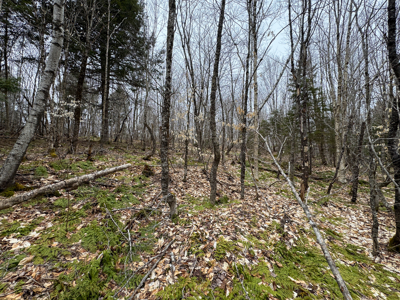 46.8 Acres of Maine Land for Sale – Remote and Forested - image 24