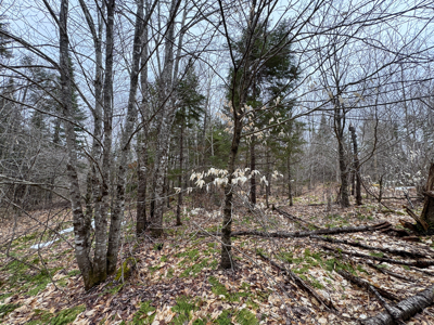 46.8 Acres of Maine Land for Sale – Remote and Forested - image 18