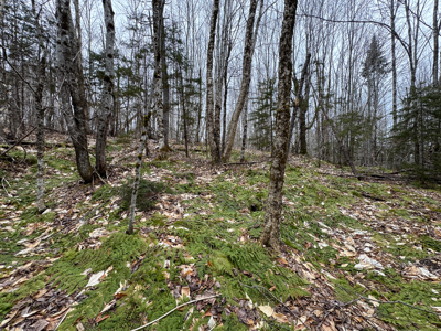 46.8 Acres of Maine Land for Sale – Remote and Forested - image 25
