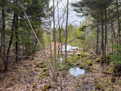 46.8 Acres of Maine Land for Sale – Remote and Forested - image 12