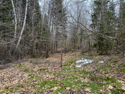 46.8 Acres of Maine Land for Sale – Remote and Forested - image 28