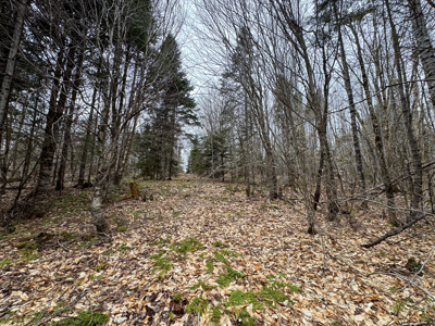 46.8 Acres of Maine Land for Sale – Remote and Forested - image 20