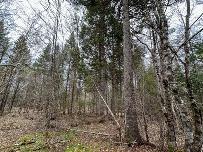 46.8 Acres of Maine Land for Sale – Remote and Forested - image 32