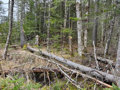 46.8 Acres of Maine Land for Sale – Remote and Forested - image 26