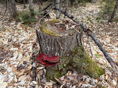 46.8 Acres of Maine Land for Sale – Remote and Forested - image 11
