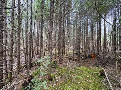 46.8 Acres of Maine Land for Sale – Remote and Forested - image 13