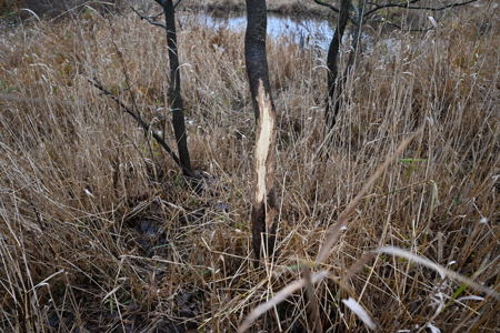 Eaton County MI Top Hunting Property - image 21