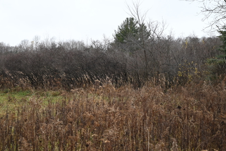 Eaton County MI Top Hunting Property - image 8