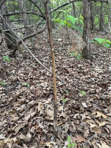 120 Acres Hunting/Creek Front Land Property For Sale Lead Hill - image 11