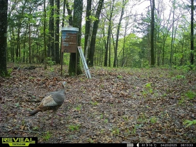 120 Acres Hunting/Creek Front Land Property For Sale Lead Hill - image 7