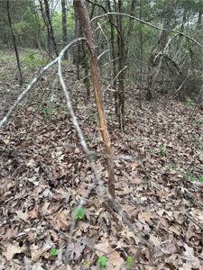 120 Acres Hunting/Creek Front Land Property For Sale Lead Hill - image 10