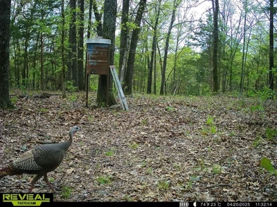 120 Acres Hunting/Creek Front Land Property For Sale Lead Hill - image 8