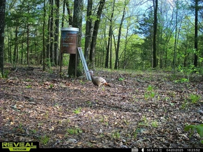 120 Acres Hunting/Creek Front Land Property For Sale Lead Hill - image 9