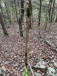 120 Acres Hunting/Creek Front Land Property For Sale Lead Hill - image 12