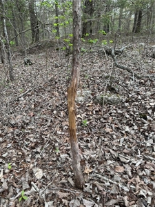 120 Acres Hunting/Creek Front Land Property For Sale Lead Hill - image 6