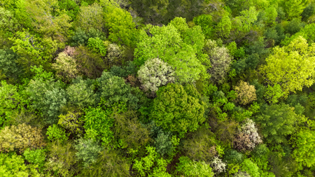 Huge Lot For Sale at The Coves Mountain River Club - Caldwell Co. - image 11