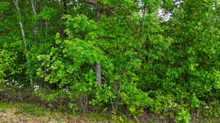 Huge Lot For Sale at The Coves Mountain River Club - Caldwell Co. - image 13