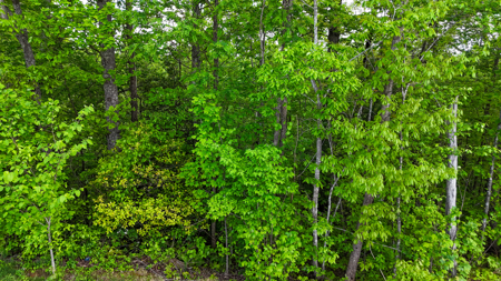 Huge Lot For Sale at The Coves Mountain River Club - Caldwell Co. - image 12