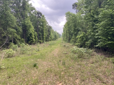 Marion County Hunting Land with Timber Potential - image 39